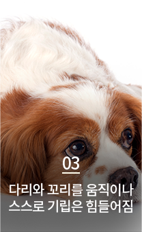 다리와 꼬리를 움직이나 스스로 기립은 힘들어짐
