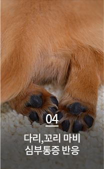 다리,꼬리 마비 심부통증 반응