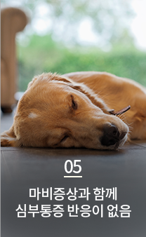 마비증상과 함께 심부통증 반응이 없음